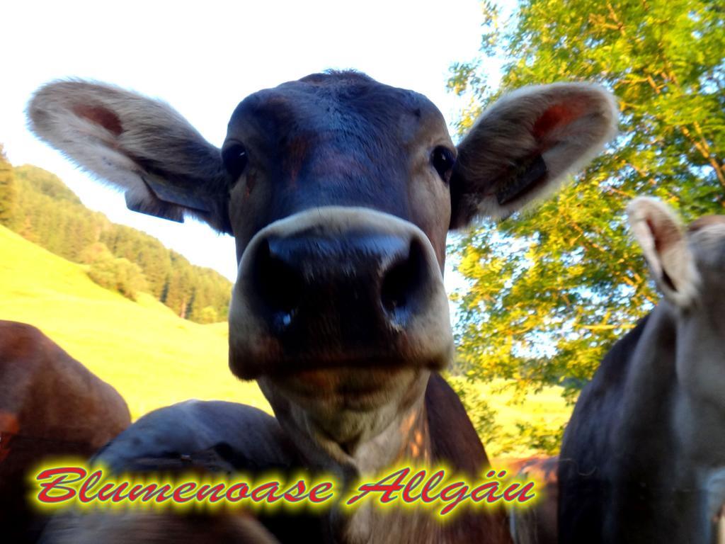 Blumenoase Allgaeu Schwanden Екстер'єр фото